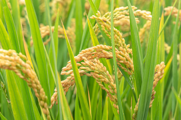 大米特写图片下载