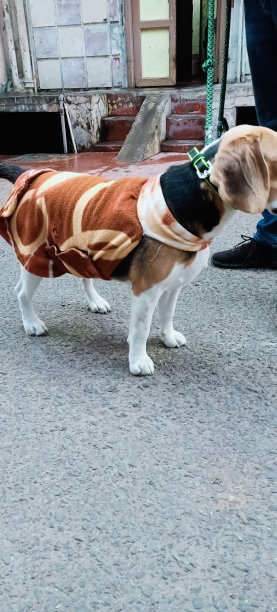 可爱的狗和他们的主人在早上的时间图片下载