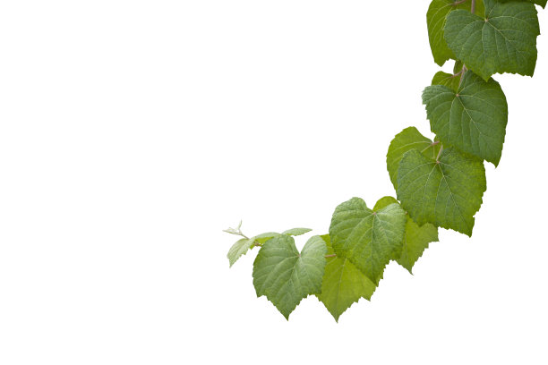 在白色背景上分离的葡萄分枝包含修剪路径。图片下载