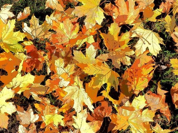 枫叶的背景。印度夏季是一段不合时宜的温暖干燥的天气。许多美丽多彩的枫叶躺在草地上。叶结构说明图片下载