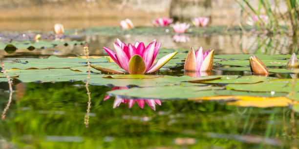 粉红色的睡莲(睡莲)和它在池塘里的倒影图片下载