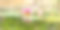 粉红色的睡莲(睡莲)和它在池塘里的倒影图片下载