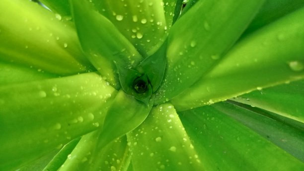 叶与雨滴图片下载