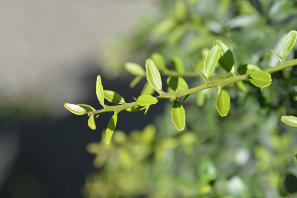 澳大利亚的手指石灰图片下载