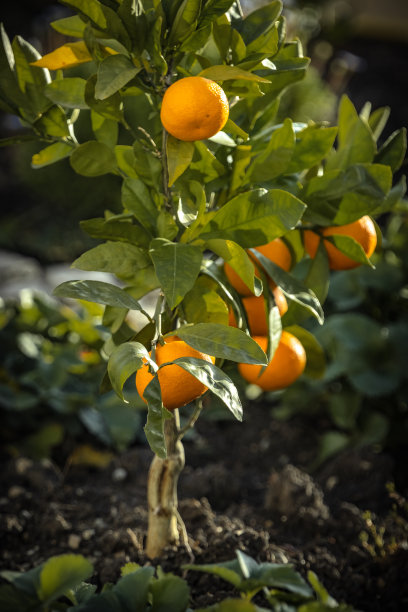 橘子树图片下载