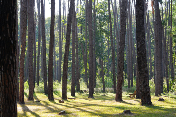 在温暖的阳光背景下，公园里的木制长凳和松树树干图片下载