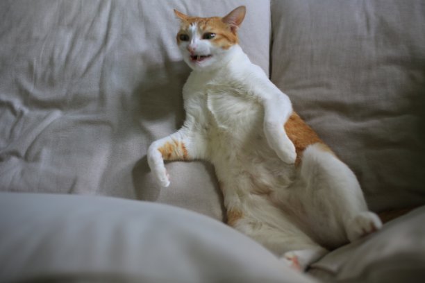 猫睡着了，露出肚皮图片下载