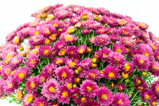 近菊花花在白色的背景，菊花在秋天图片下载