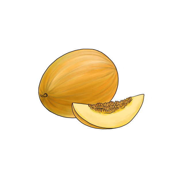 瓜，白色底色画水果图片下载