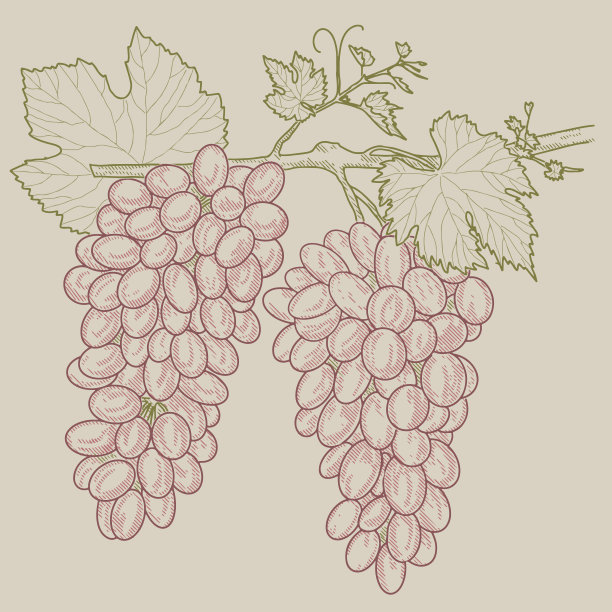 一串葡萄。图片下载