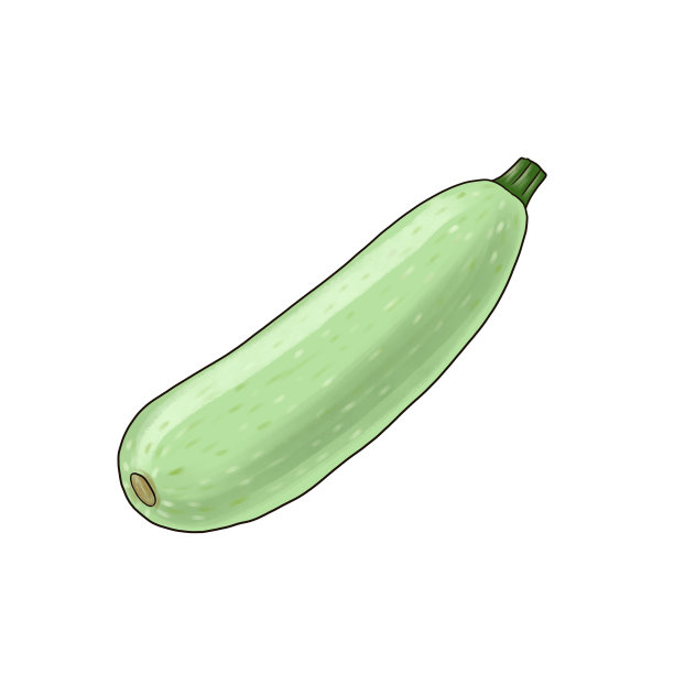 画西葫芦在白色背景图片下载