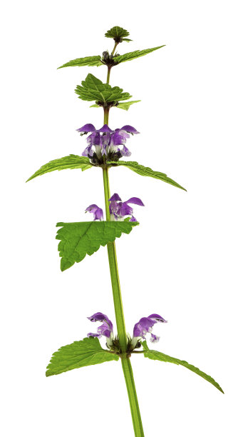 Lamium purpureum。植物区系的装饰。婚礼,假期。春天的野花。图片下载