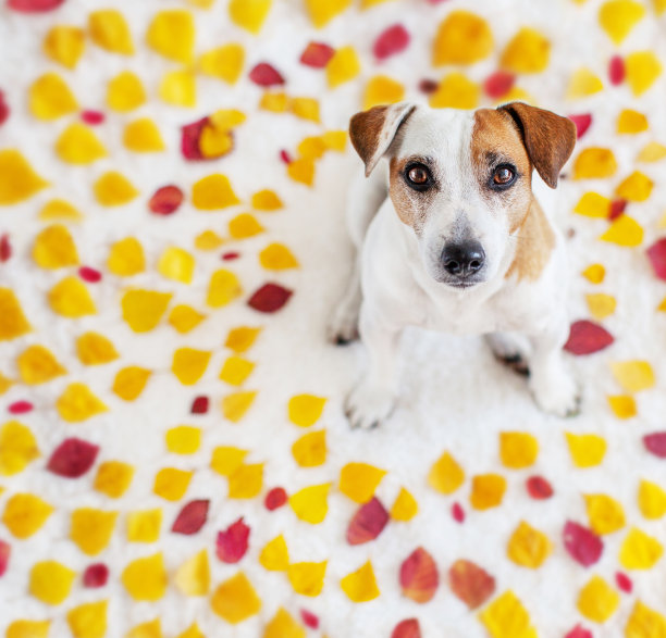 秋叶中的狗图片下载