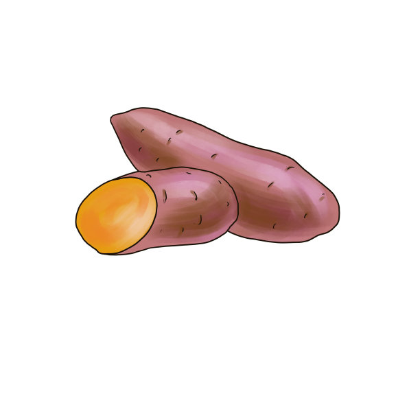 在白底画红薯图片下载