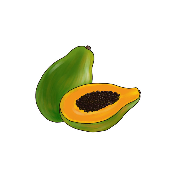 木瓜，白色背景上画水果图片下载