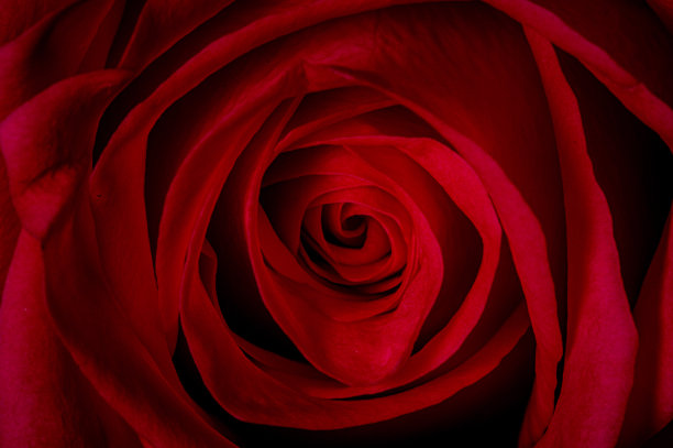 红玫瑰图片下载