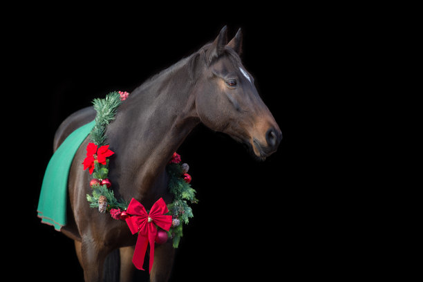 黑色背景上戴圣诞花环的马图片下载