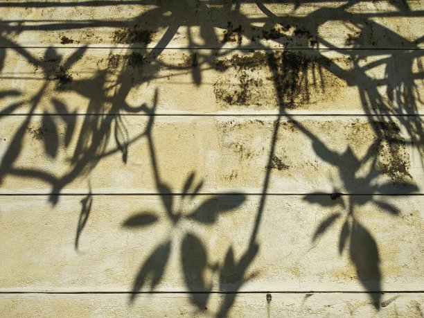 抽象的背景。背景。纹理的墙壁和植物的阴影图片下载