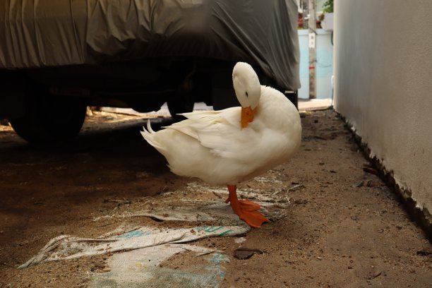 白色羽毛的鸭子。图片下载