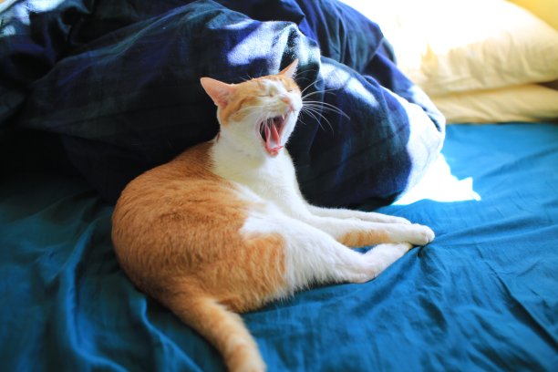 姜猫打着哈欠醒了图片下载