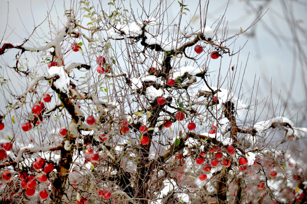 冬天的苹果挂在树上和雪在果园里图片下载