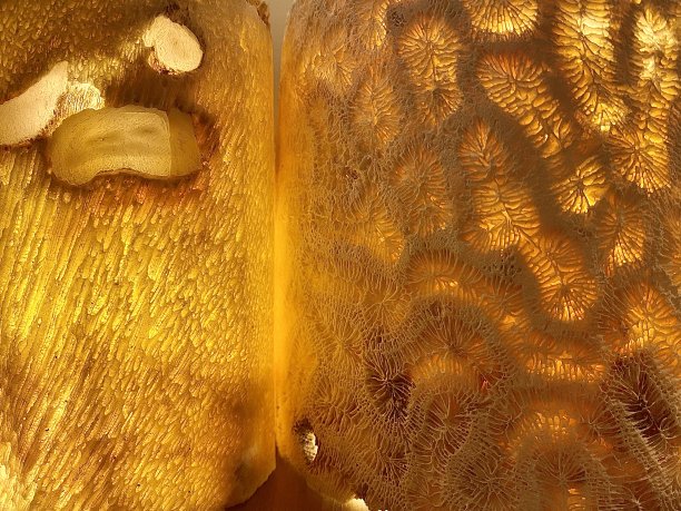 近距离珊瑚灯罩设计图片下载