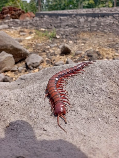 蜈蚣图片下载