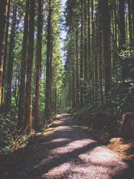 阳光明媚的夏日，穿过树林的荫蔽小路图片下载