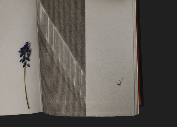 书页上那朵蓝色枯萎的花，声音特别大，距离又特别近。书的背景是黑色的。图片下载