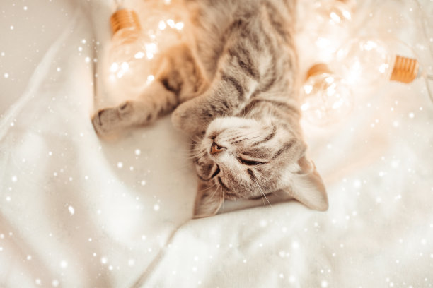 圣诞节可爱的虎斑猫休息在编织毛毯与金色灯光花环装饰。2022年快乐新年横幅概念图片下载