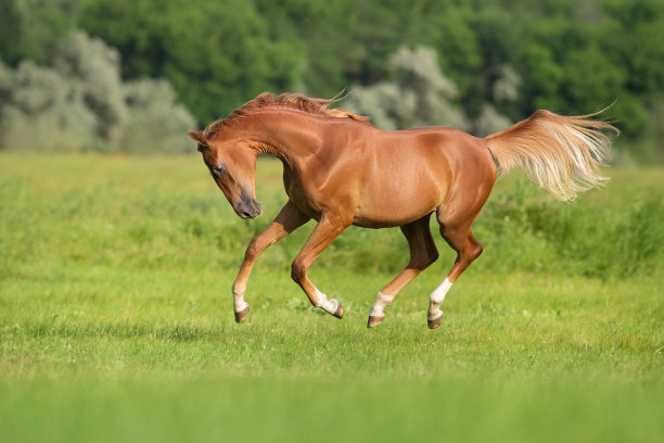 红马奔跑疾驰图片下载