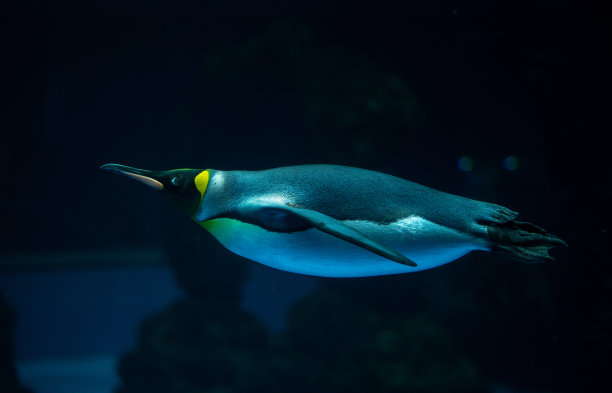 帝企鹅图片下载