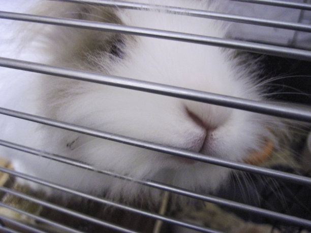 兔脸在笼栏后面图片下载