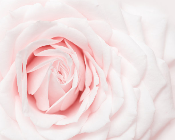 近距离观察白粉色玫瑰花，娇嫩的大花瓣柔和的色彩，自然的花背景。鲜嫩盛开的玫瑰。精选焦点花卡，自然花卉图案明信片图片下载