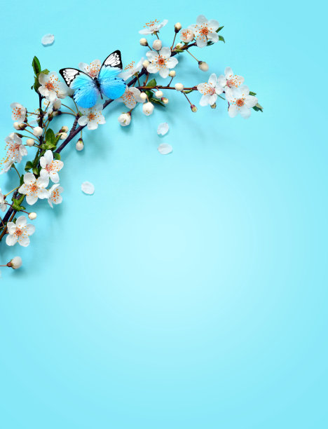 开花的树枝和花瓣在蓝色的背景和蝴蝶。图片下载