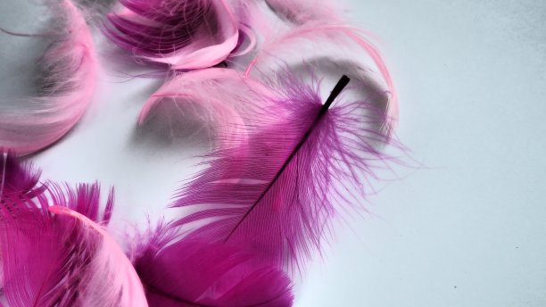 以粉红色和深红色羽毛为背景。柔软弯曲的羽毛。火烈鸟羽毛。彩色的羽毛。爱的主题，情人节。图片下载
