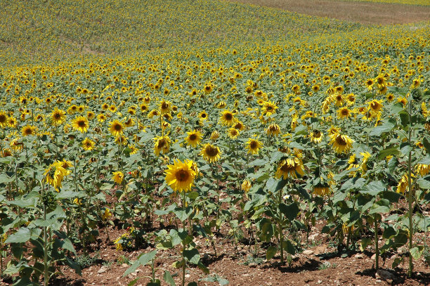 摩洛哥美丽的向日葵种植园图片下载