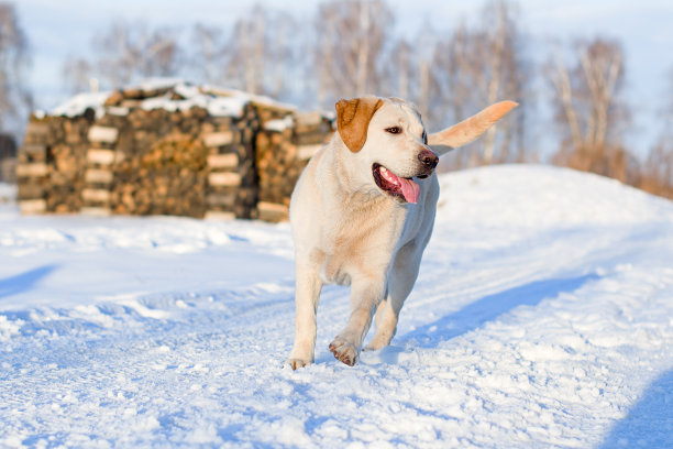拉布拉多寻回犬的狗图片下载