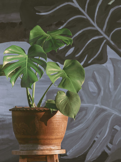 在家里的单色墙壁背景上，一盆陶土中生长着一株紫斑蝶图片下载