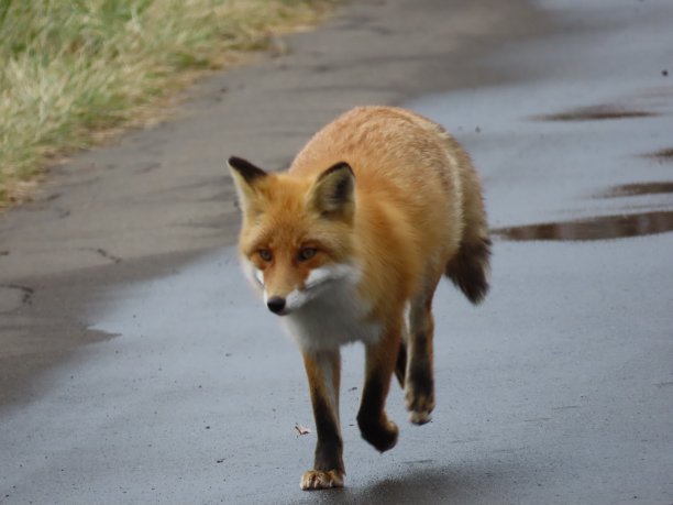 Ezo红狐狸图片下载
