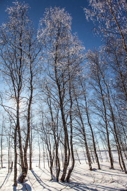 北极冬天的一天图片下载