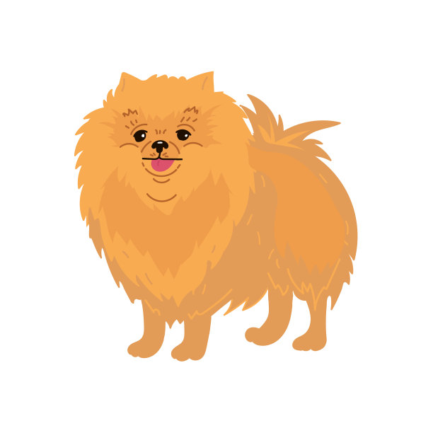 彩色矢量插图的狗品种博美犬孤立在白色的背景图片下载