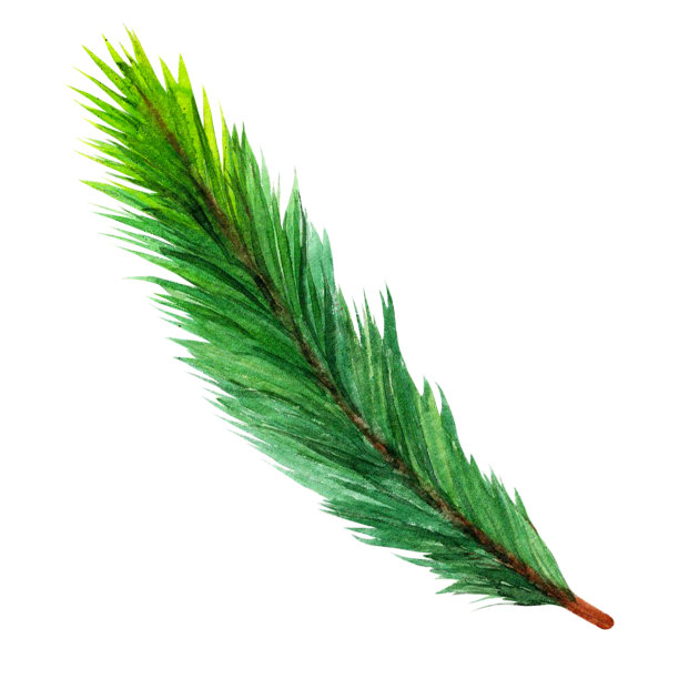 一棵圣诞树的水彩树枝。手绘植物插图孤立的白色背景。云杉或松树的嫩枝，常绿的针叶剪叶。节日的本质概念。图片下载