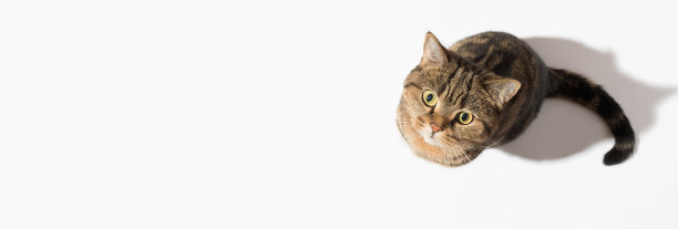 一只苏格兰直猫在白色背景上，向上看，俯视图，复制空间。横幅图片下载