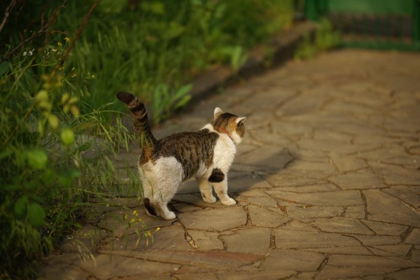 白色的灰猫走在一个阳光明媚的花园里，花园里长着高高的绿草图片下载