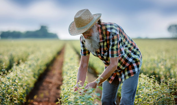 果园。农民在果园里检查植物。农业的概念图片下载