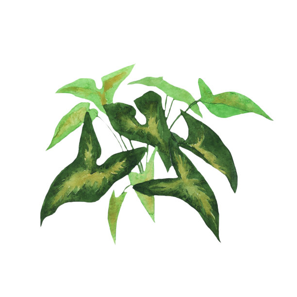 在白色背景上孤立生长的水彩合子植物。手绘插图的家庭植物。热带绿叶设计。图片下载