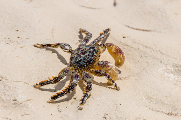沙滩上的海蟹图片下载