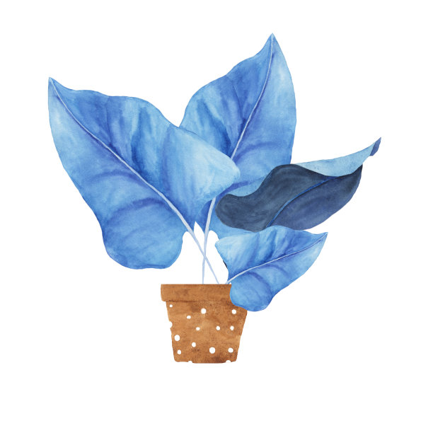 水彩画热带植物在赤陶罐与圆点装饰，家庭植物叶片在白色背景。手画插图。图片下载