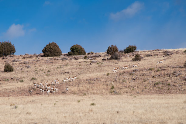 羚羊群(叉角羚)在新墨西哥的联合堡附近奔跑图片下载